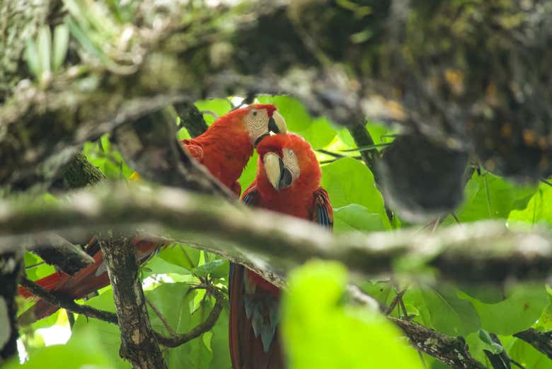 Excursión al Parque Nacional Corcovado