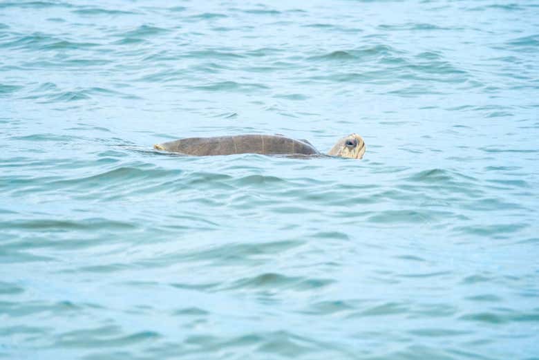 Snorkel en la isla del Caño