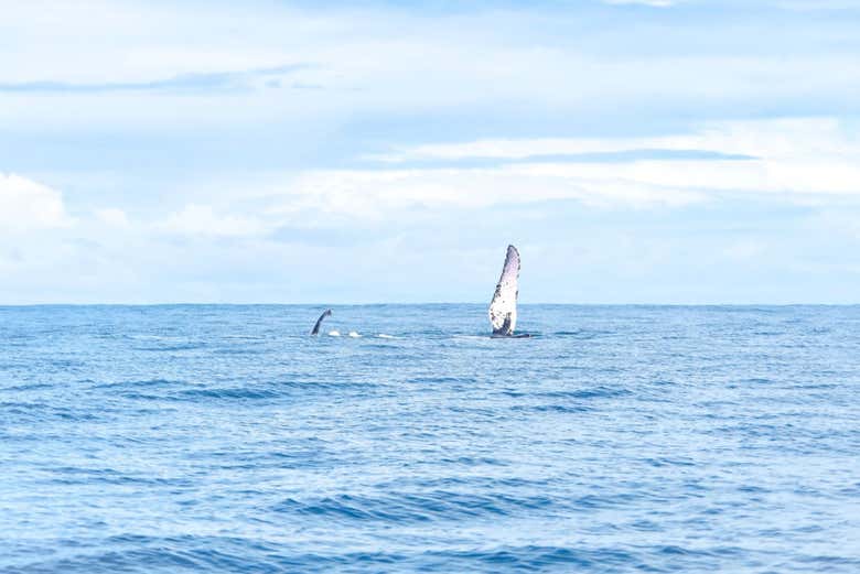 Snorkel en la isla del Caño
