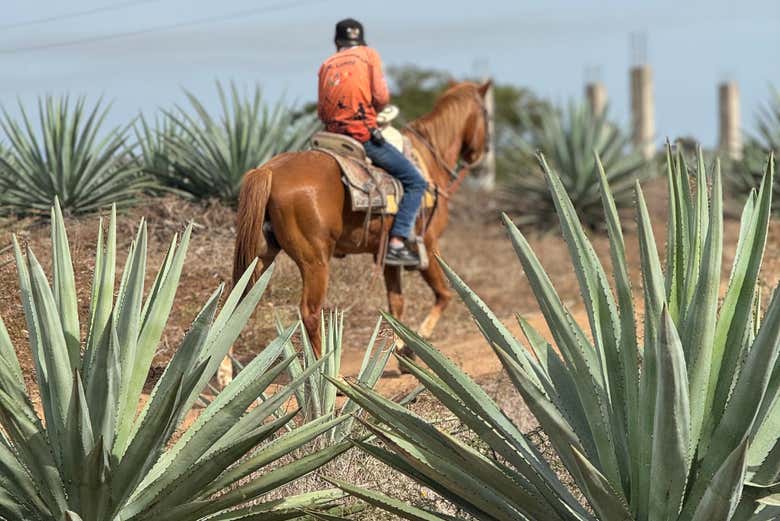 Paseo a caballo por la playa y selva de Mazatlán