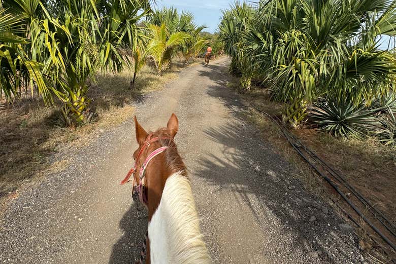 Paseo a caballo por la playa y selva de Mazatlán
