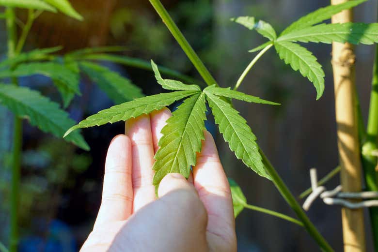 Visita a una granja de cannabis