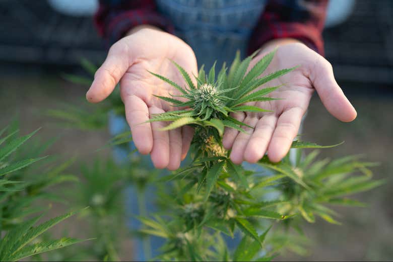 Visita a una granja de cannabis