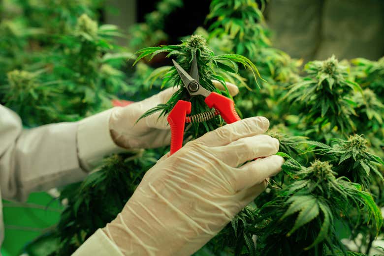 Visita a una granja de cannabis