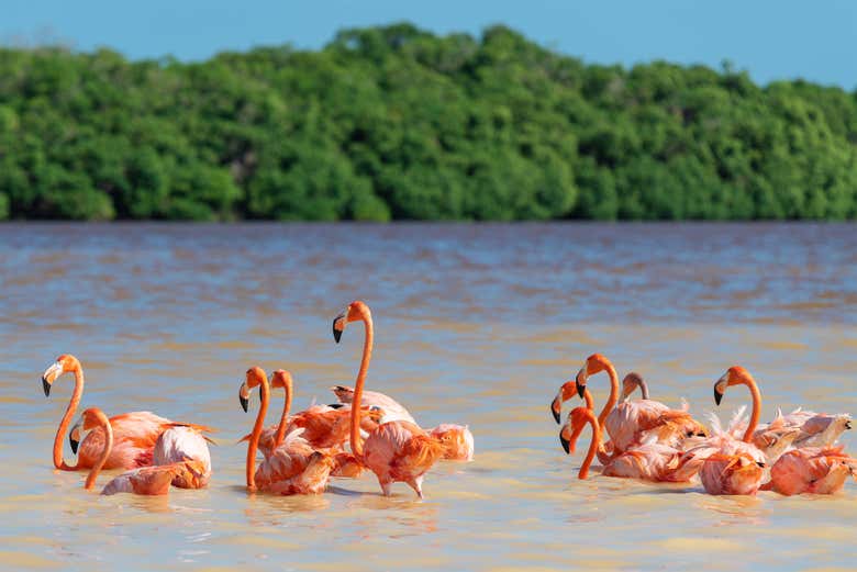 Excursión a Celestún con avistamiento de flamencos