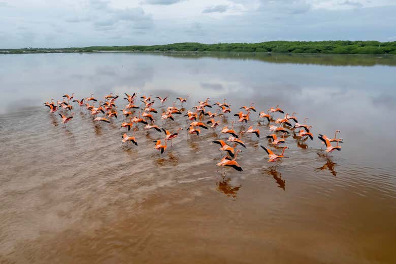 Excursión a Celestún con avistamiento de flamencos