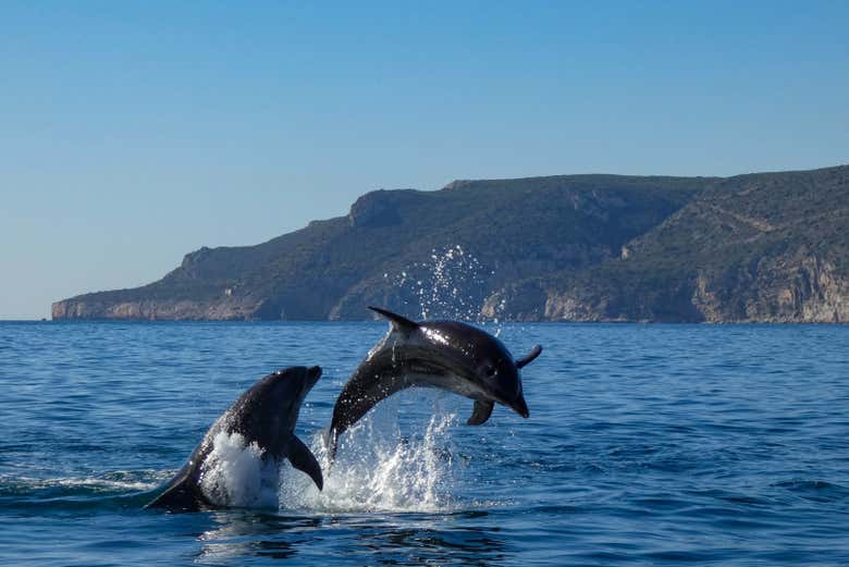Avistamiento de delfines en el Parque Natural de Arrábida