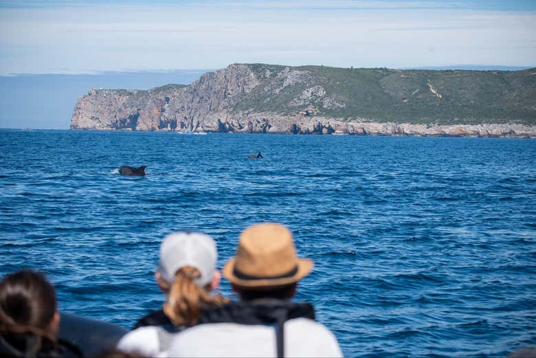 Avistamiento de delfines en el Parque Natural de Arrábida