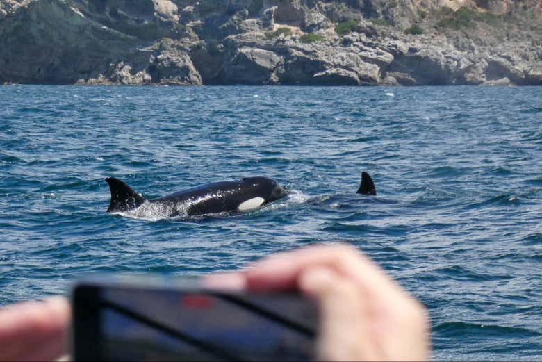 Avistamiento de delfines en el Parque Natural de Arrábida