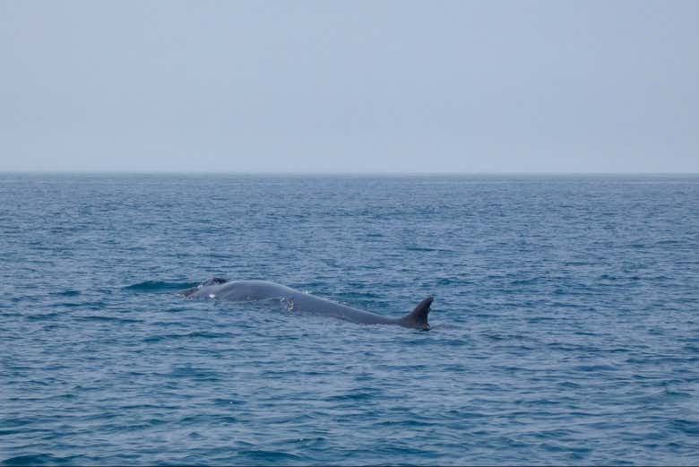Avistamiento de delfines en el Parque Natural de Arrábida