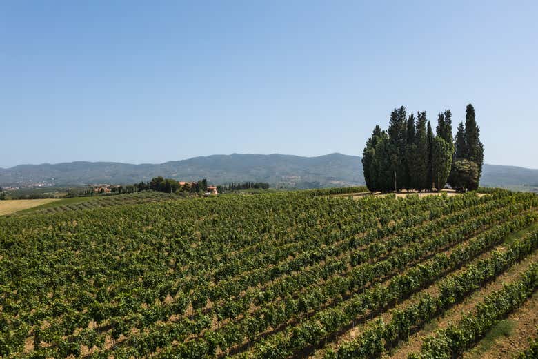 Cata de vinos en Fattoria Dianella 1