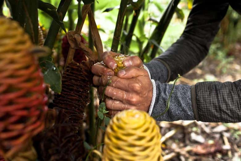 Visita a la finca cafetera El Balcón