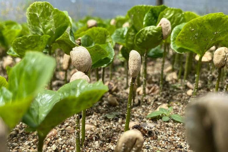 Visita a la finca cafetera El Balcón