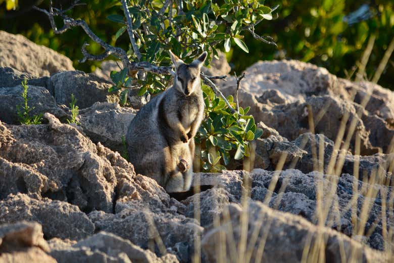Excursión a Ningaloo