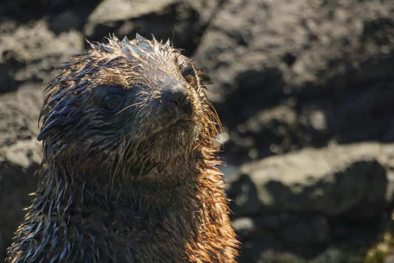 Tour en 4x4 por la costa de Wellington + Avistamiento de focas