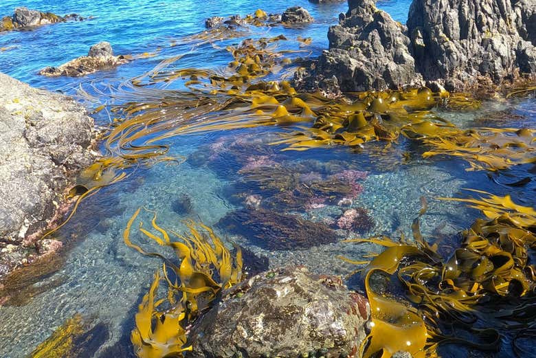Tour en 4x4 por la costa de Wellington + Avistamiento de focas