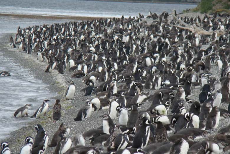 Ruta de la Centolla + Avistamiento de pingüinos en la isla Martillo - Galería 2