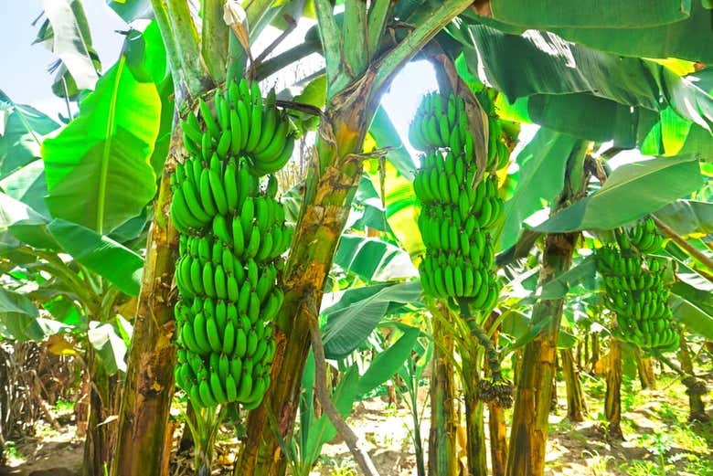 Visita a una plantación de plátanos + Clase de cocina