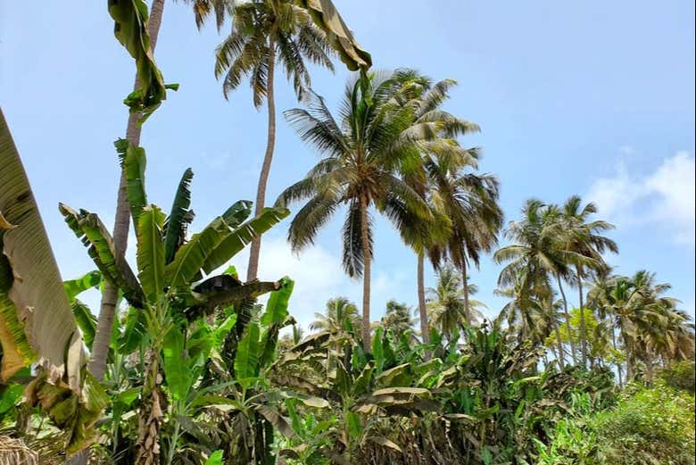 Visita a una plantación de plátanos + Clase de cocina