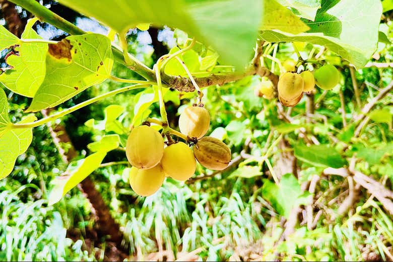 Senderismo por el Valle de Calabaceira + Visita a Cidade Velha