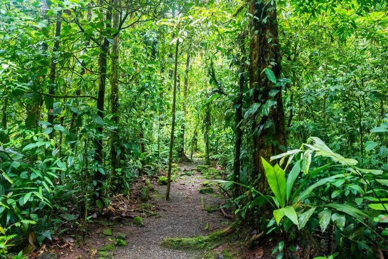 Senderismo por el Parque Nacional Carara