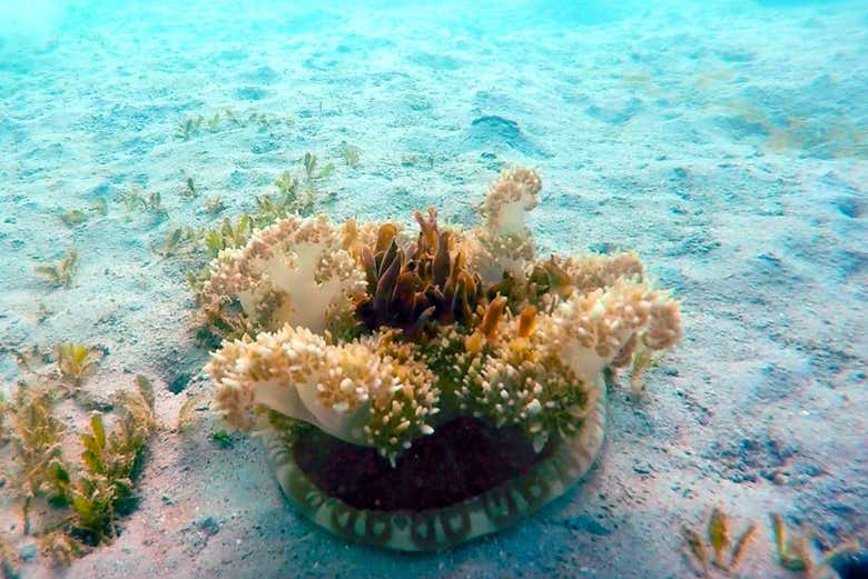 Snorkel en West Palm Beach