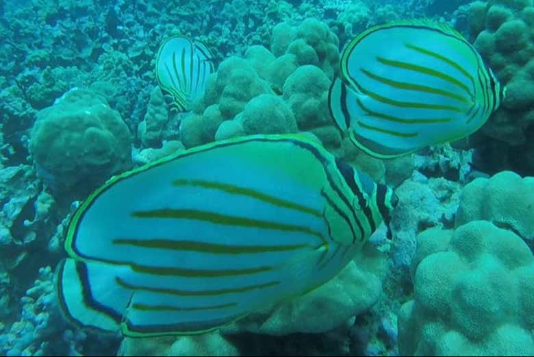 Snorkel en West Palm Beach