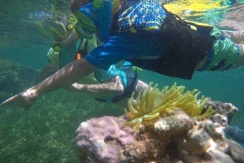 Kayak y snorkel en Fajardo