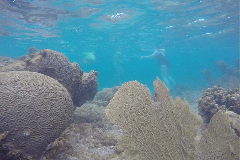Kayak y snorkel en Fajardo