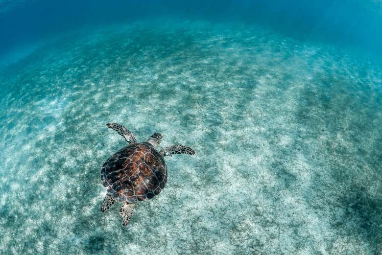 Kayak y snorkel en Fajardo