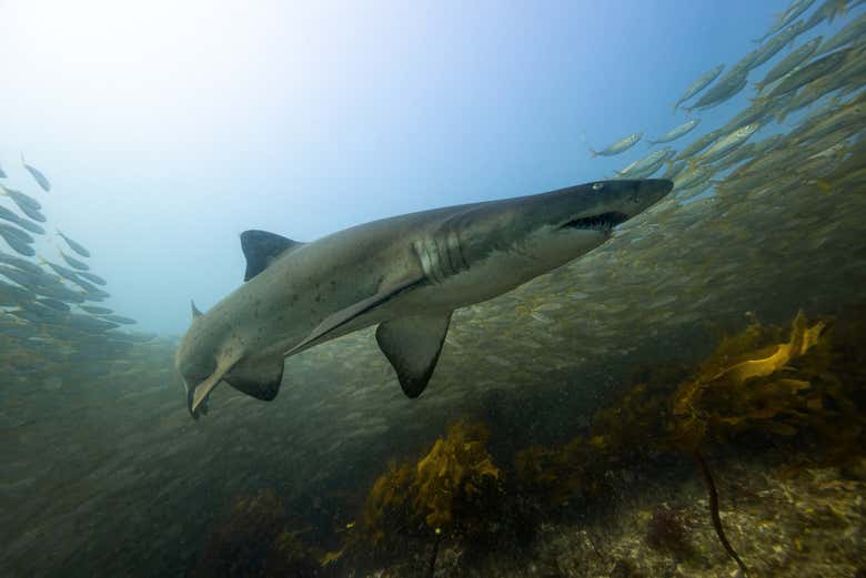 Buceo con tiburones en Bushrangers Bay