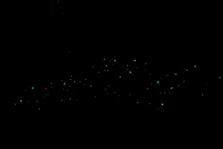 Tour nocturno por las cuevas Glow Worm