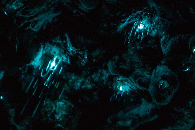Tour nocturno por las cuevas Glow Worm