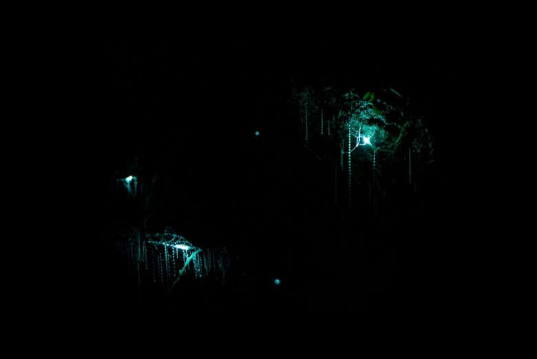 Tour nocturno por las cuevas Glow Worm