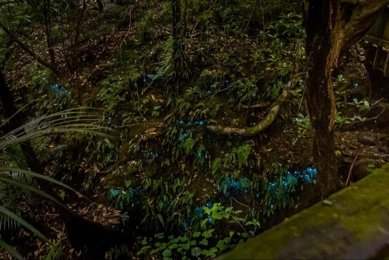 Tour nocturno por las cuevas Glow Worm