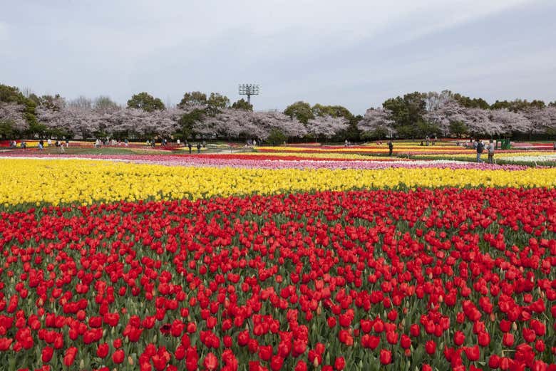 Kintetsu Rail Pass