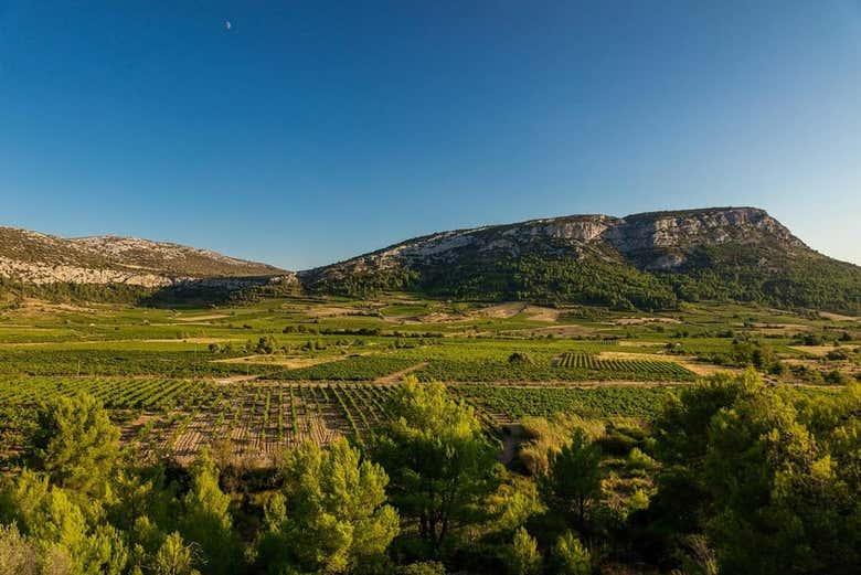 Cata de vinos en la bodega Vents du Sud