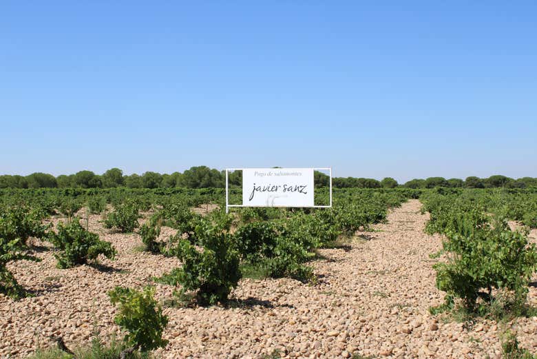 Visita a la bodega Javier Sanz