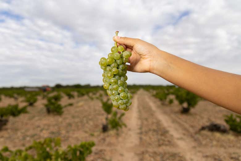Visita a la bodega Javier Sanz