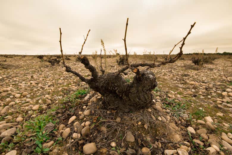Visita a la bodega Javier Sanz