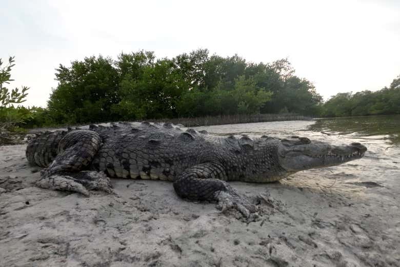 Tour privado por Holbox