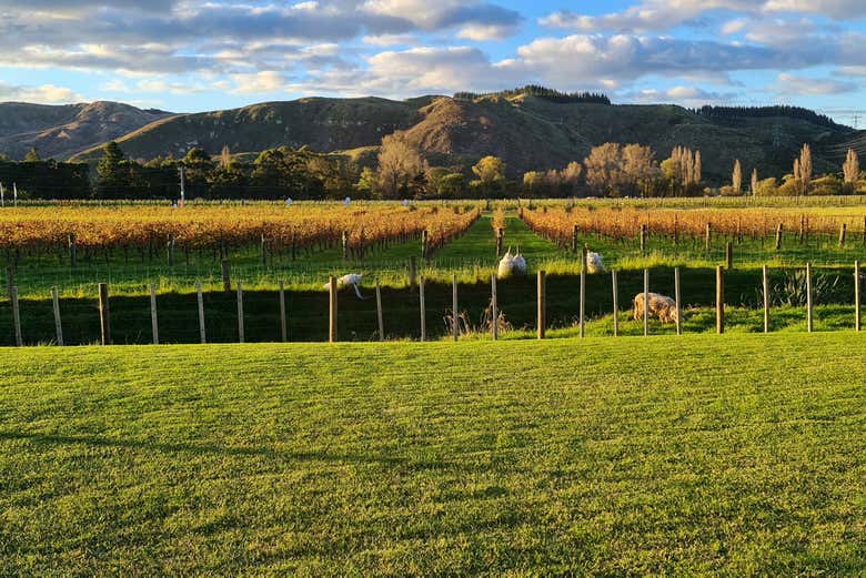 Tour de viñedos y bodegas por Hawke's Bay