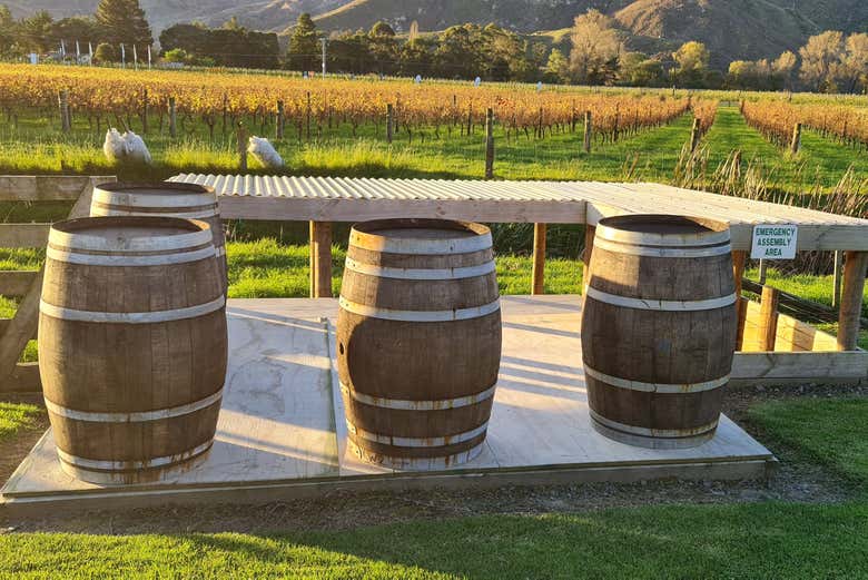 Tour de viñedos y bodegas por Hawke's Bay