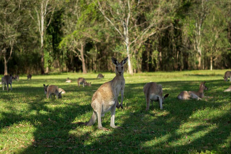 Excursión al Parque Nacional Tamborine