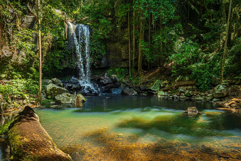 Excursión al Parque Nacional Tamborine