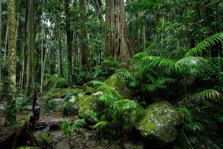 Excursión al Parque Nacional Tamborine