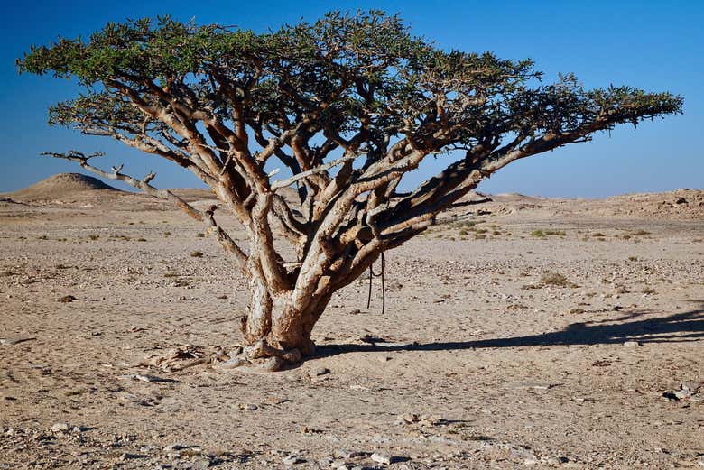 Excursión privada por la costa de Dhofar