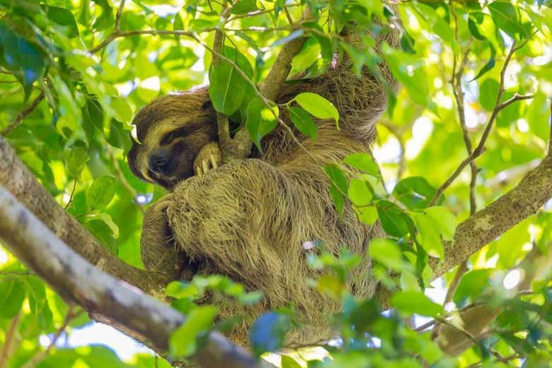 Senderismo por el Parque Nacional Tortuguero
