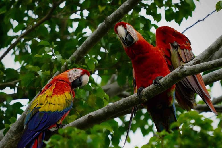 Senderismo por el Parque Nacional Tortuguero