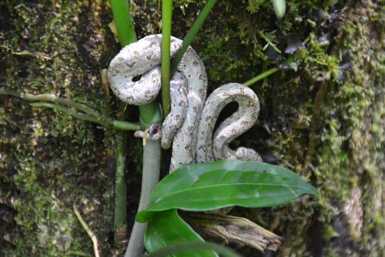 Senderismo por el Parque Nacional Tortuguero